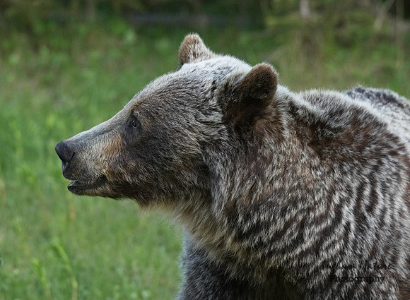 Grizzly Bear