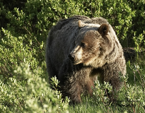 Grizzly Bear