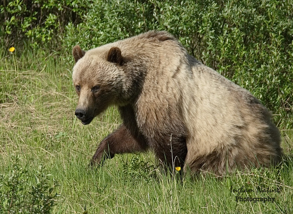 Grizzly Bear