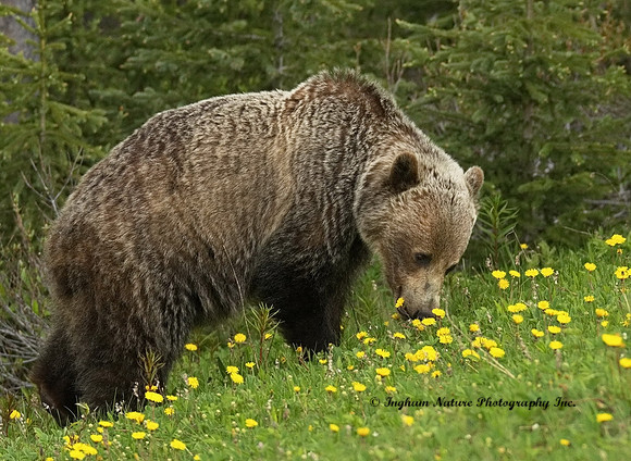 Grizzly Bear