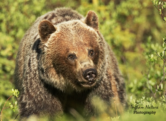 Grizzly Bear