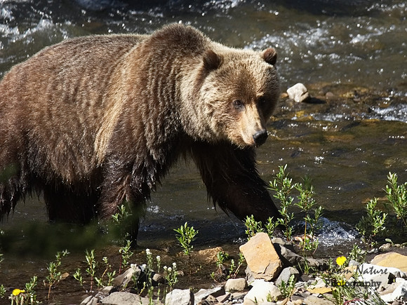 Grizzly Bear