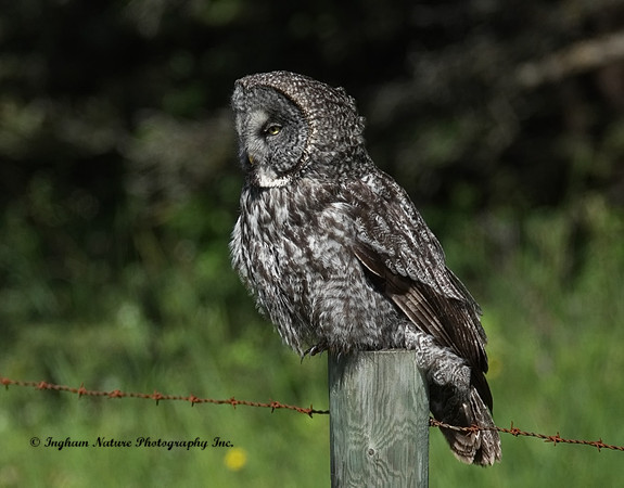 Great Gray Owl