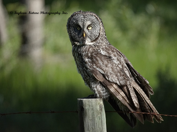 Great Gray Owl