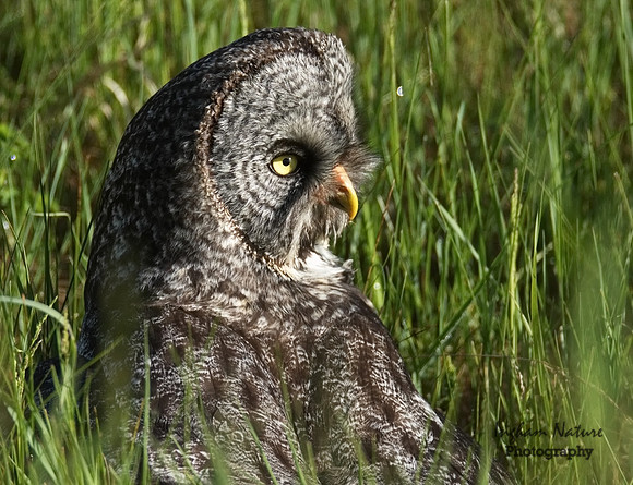 Great Gray Owl