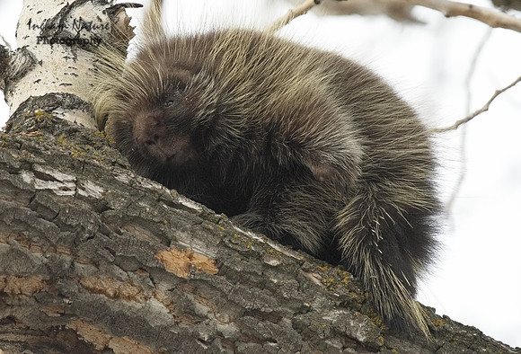Porcupine - North American