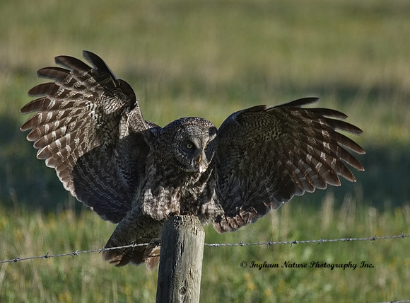 Great Gray Owl