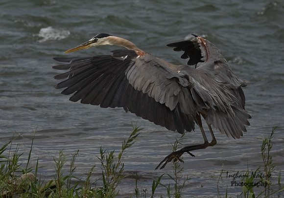 Great Blue Heron