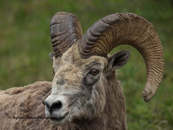 Rocky Mountain Sheep