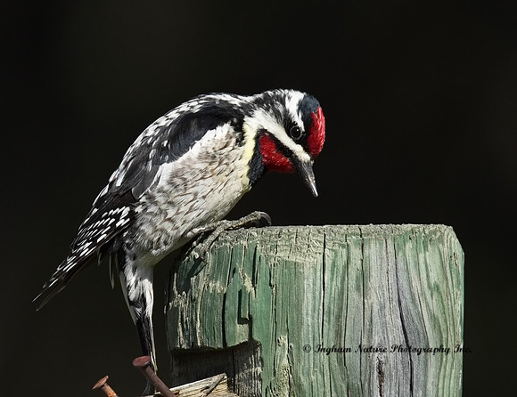Yellow Bellied Sapsucker