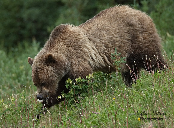 Grizzly Bear