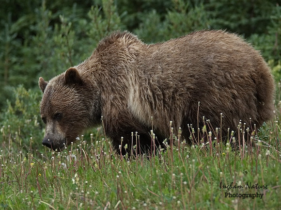 Grizzly Bear