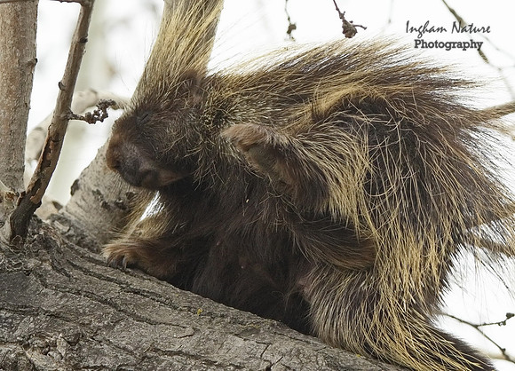 Porcupine - North American