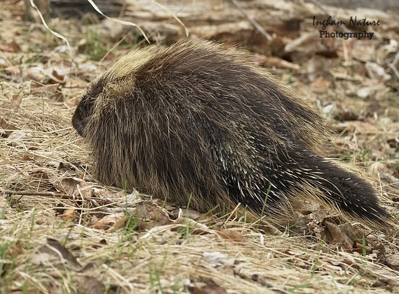 Porcupine - North American