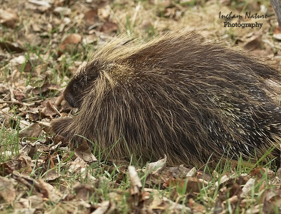 Porcupine - North American