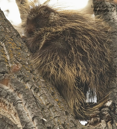 Porcupine - North American