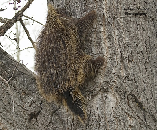Porcupine - North American