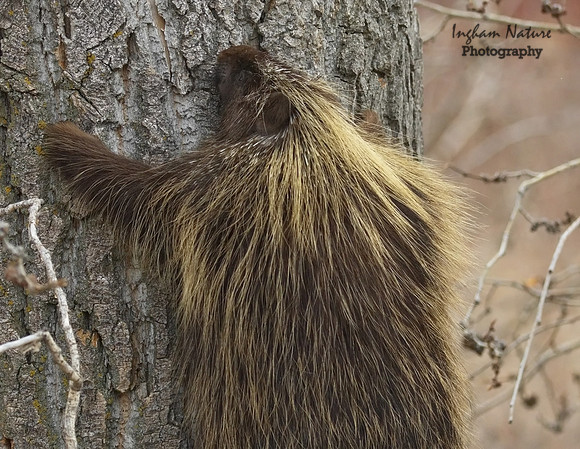 Porcupine - North American
