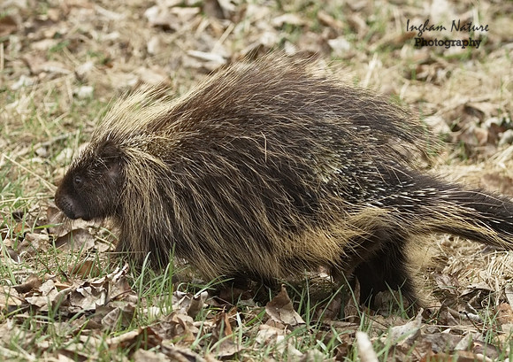 Porcupine - North American
