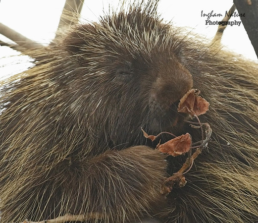 Porcupine - North American