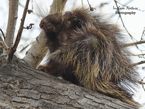 Porcupine - North American