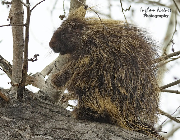 Porcupine - North American