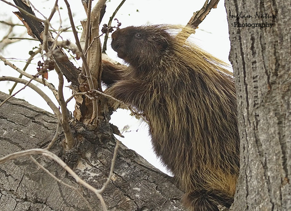 Porcupine - North American