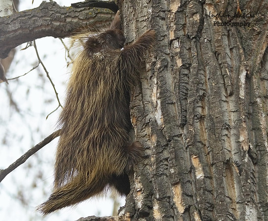 Porcupine - North American