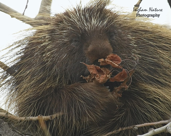 Porcupine - North American