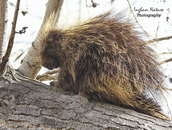 Porcupine - North American