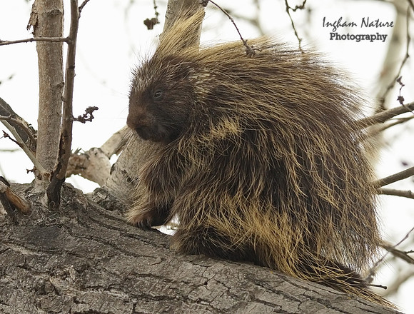Porcupine - North American