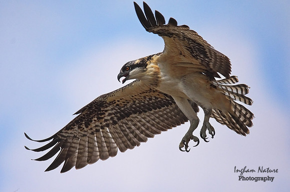 Osprey - Immature