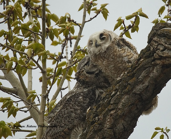 Great Horned Owl - Female & Owlet
