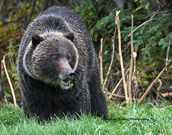 Grizzly Bear - Adult