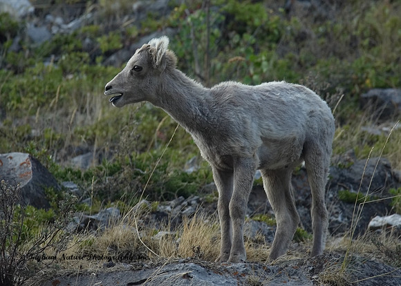 Rocky Mountain Sheep