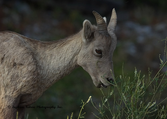 Rocky Mountain Sheep