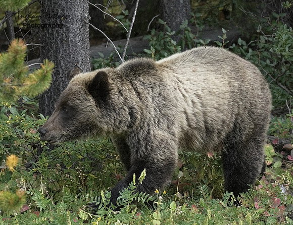 Grizzly Bear