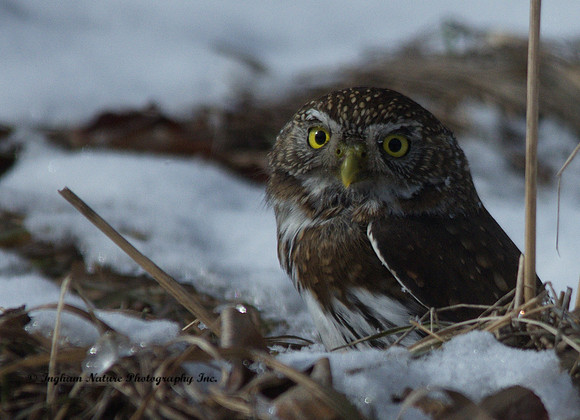Northern Pygmy Owl