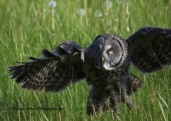 Great Gray Owl