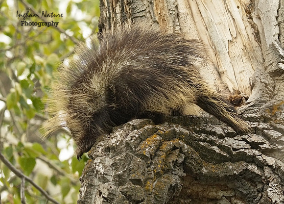 Porcupine - North American