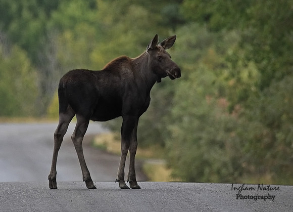 Moose - Calf