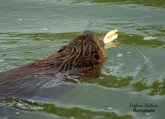 Beaver - Hard at Work