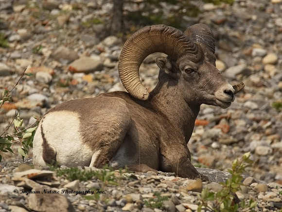 Rocky Mountain Sheep - Ram