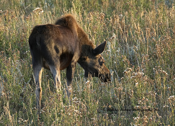 Moose