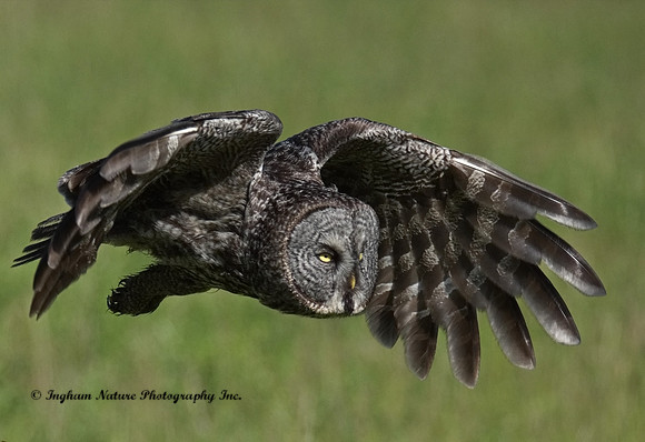Great Gray Owl