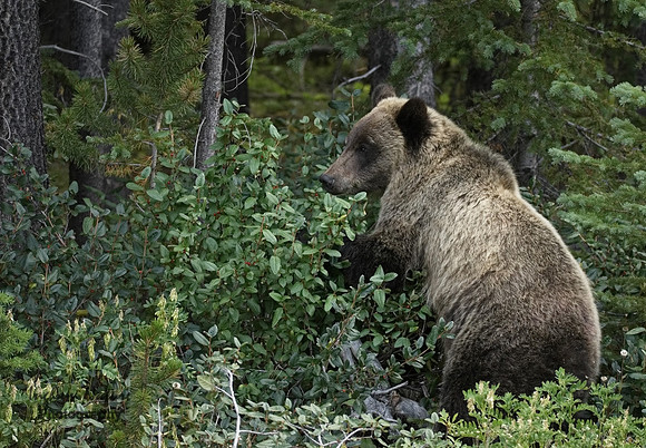 Grizzly Bear