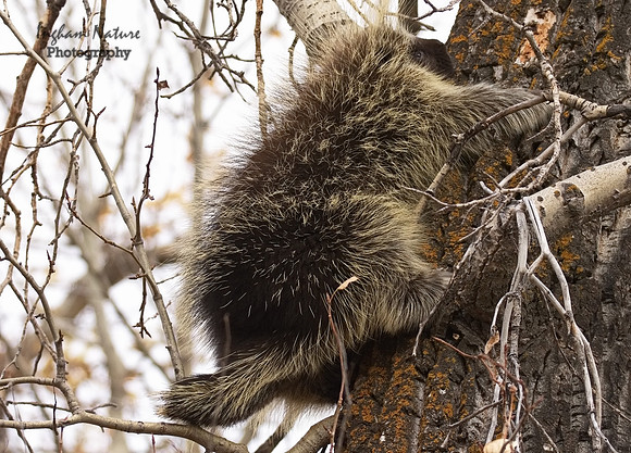 Porcupine