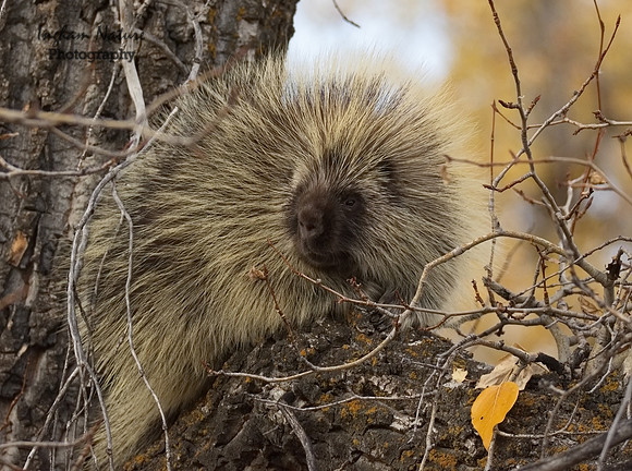 Porcupine