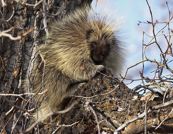 Porcupine
