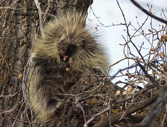 Porcupine